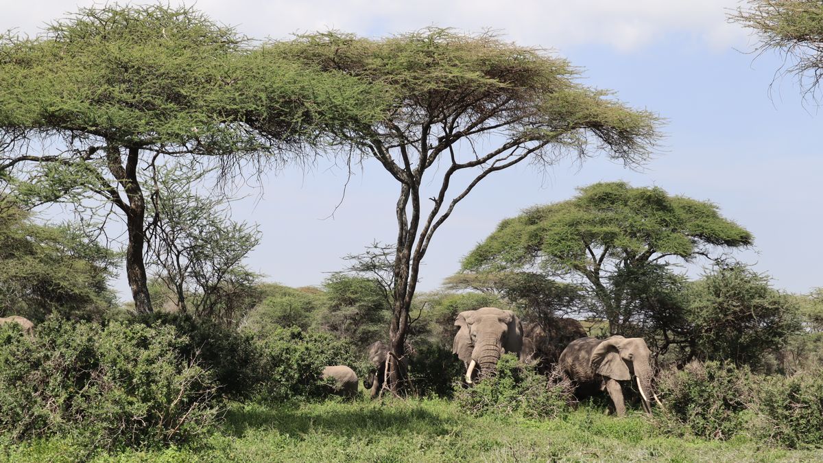 Americká turistka zemřela v Zambii po útoku slona