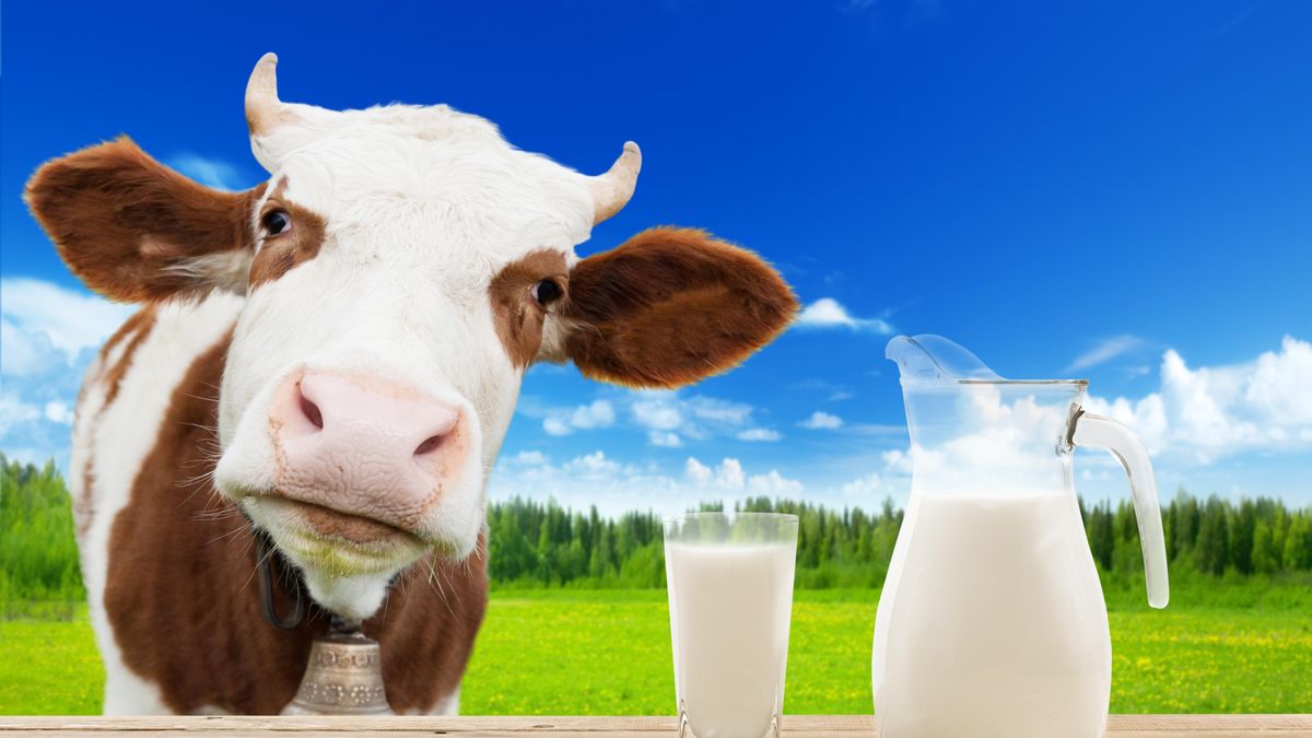 Je syrové mléko levicové, nebo pravicové? Vážně míněná otázka