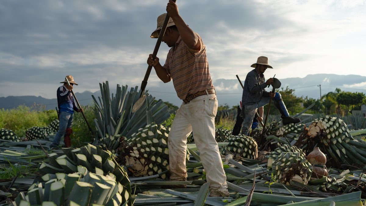 Výbuch a požár v mexické továrně na tequilu si vyžádal nejméně pět obětí