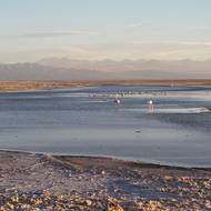 Salar de Atacama je největší solné jezero v Chile. Většinu jeho plochy pokrývá vrstva soli silná a pevná tak, že se po ní dá jezdit autem. V místě, kde je ještě trochu vody, se shromažďují plameňáci.