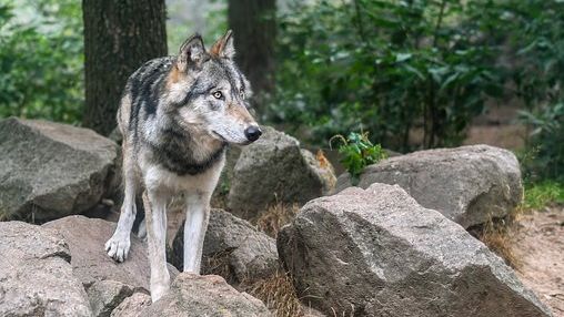 Ochránci zvířat varují před vlky na Vysočině. Třikrát napadli ovce