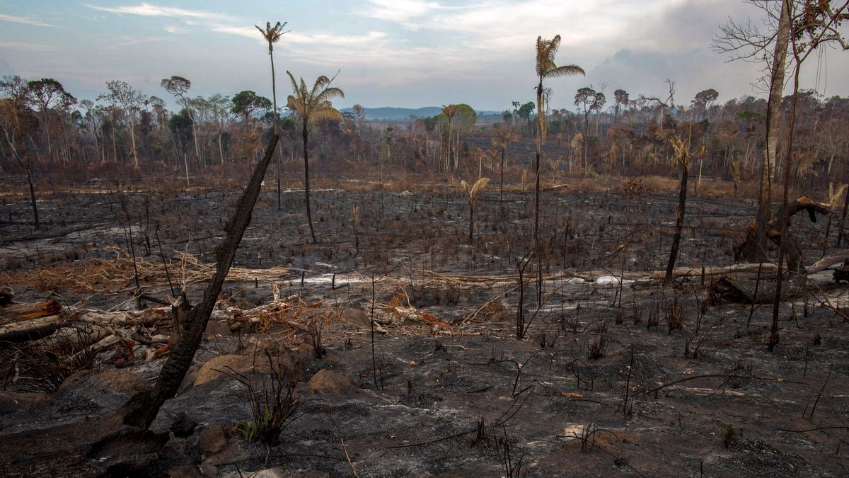Amazonský prales se dál ztrácí. Tempo je nejrychlejší od roku 2008
