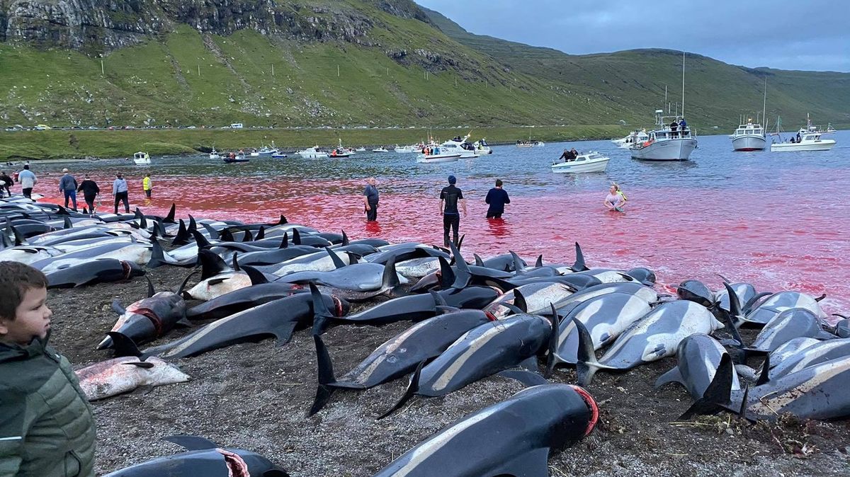 Foto: Tradice se změnila v masakr. 1 500 zabitých delfínů zaskočilo i Faeřany