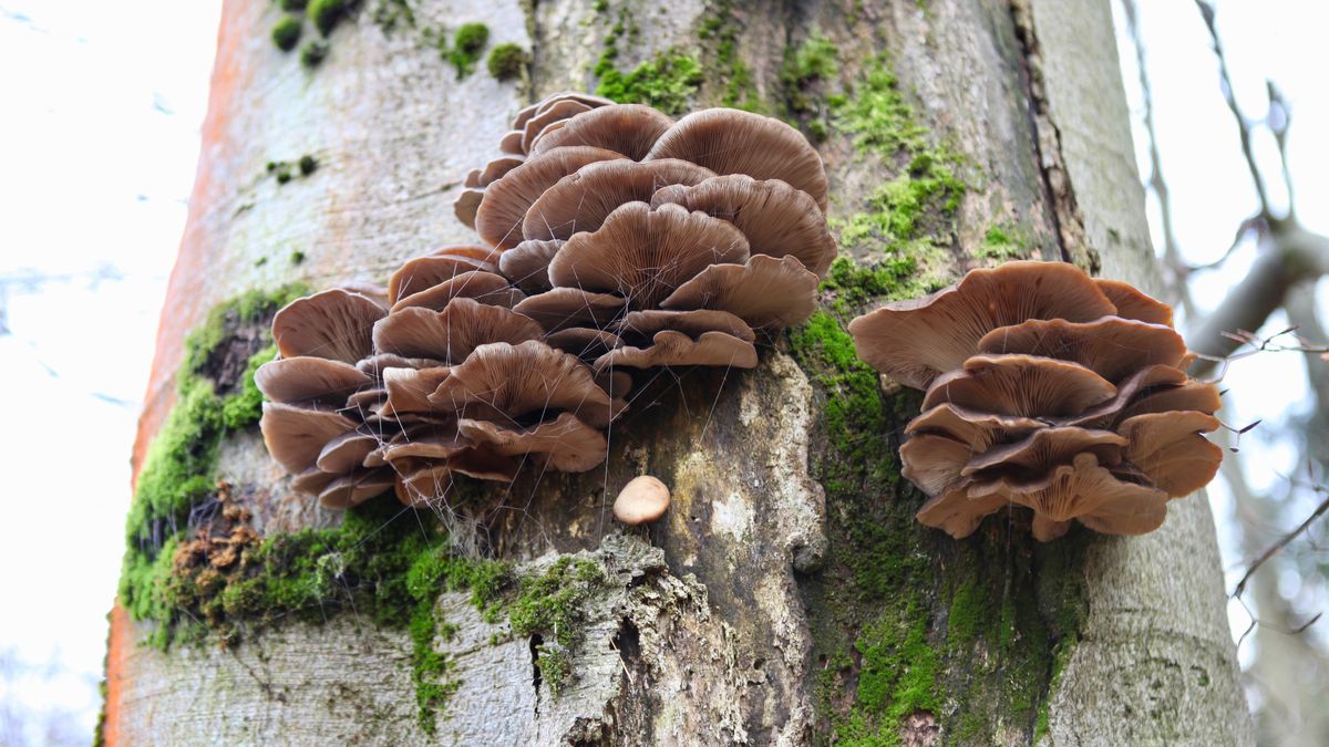 Do lesa na houby se dá jít i v lednu. Co roste a kde to hledat?