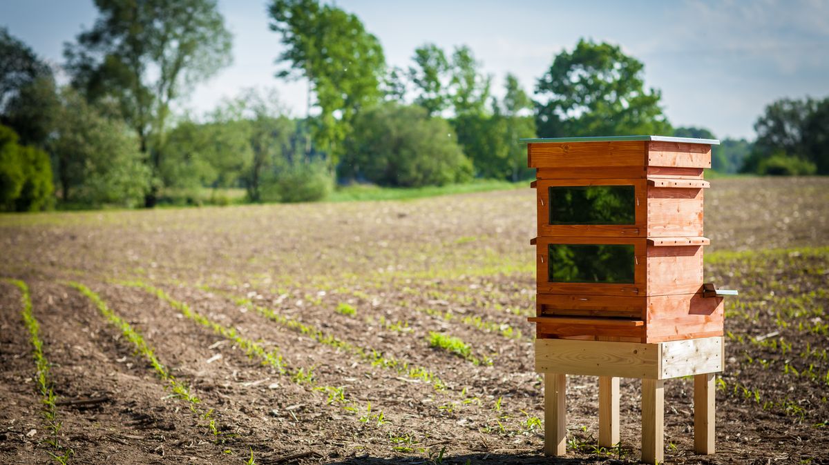 Češi vymysleli včelí nemocnici. S nápadem chtějí dobýt svět