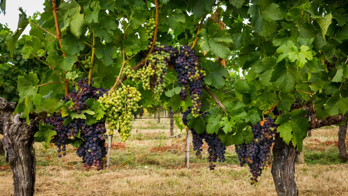 Zájem o červené víno prudce klesá, v Bordeaux už ničí tisíce hektarů vinic
