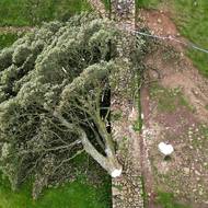 Jeden z nejslavnějších stromů Británie stál déle než 300 let na stráži na římském Hadriánově valu na severu Anglie. V noci na čtvrtek ho někdo pokácel.