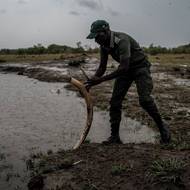 Simba Marozva a další strážci národního parku Hwange odřezávají kly z hnijících mrtvol, než je najdou pytláci. Neporušený kel je znamením toho, že šlo o přirozenou smrt.
