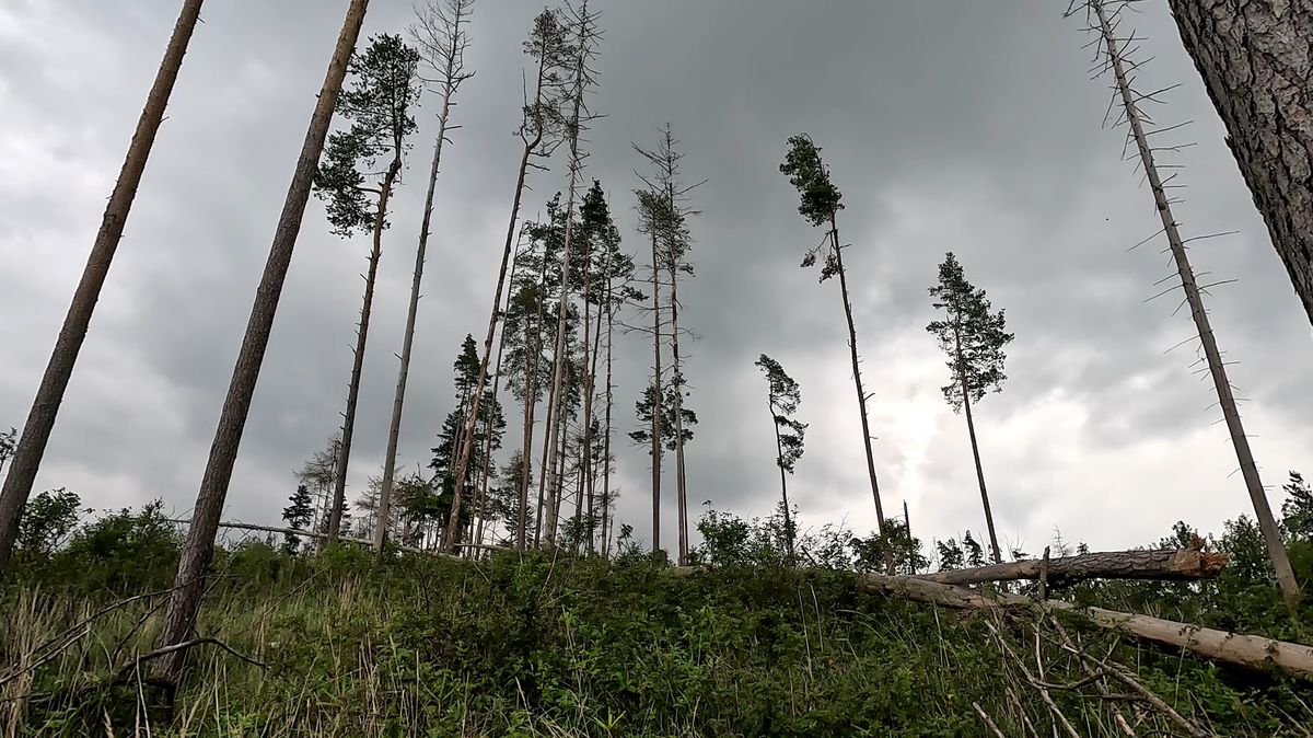 Kůrovec je připravil o dřevo, přesto dačické lesy vydělávají víc