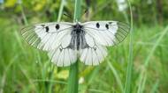 Vědec o mizení hmyzu: V Česku ho dobře nechráníme ani v chráněných územích