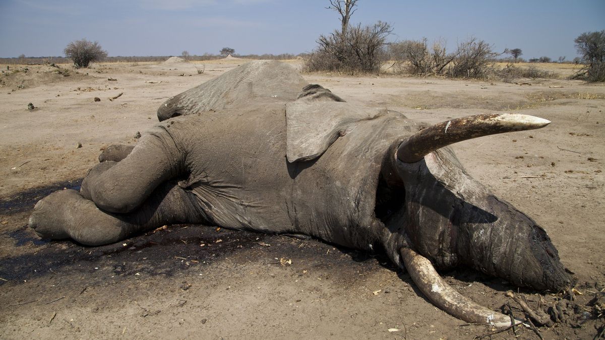 Záhadné vymírání stovek slonů. Vědci nic takového neviděli, teď jsou na stopě příčině