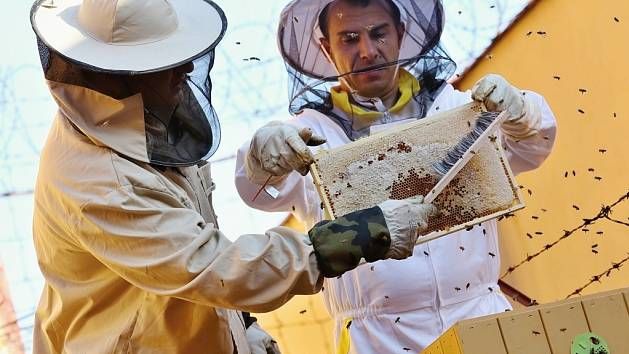 Zlínský kraj chce letos mezi včelaře rozdělit milion korun