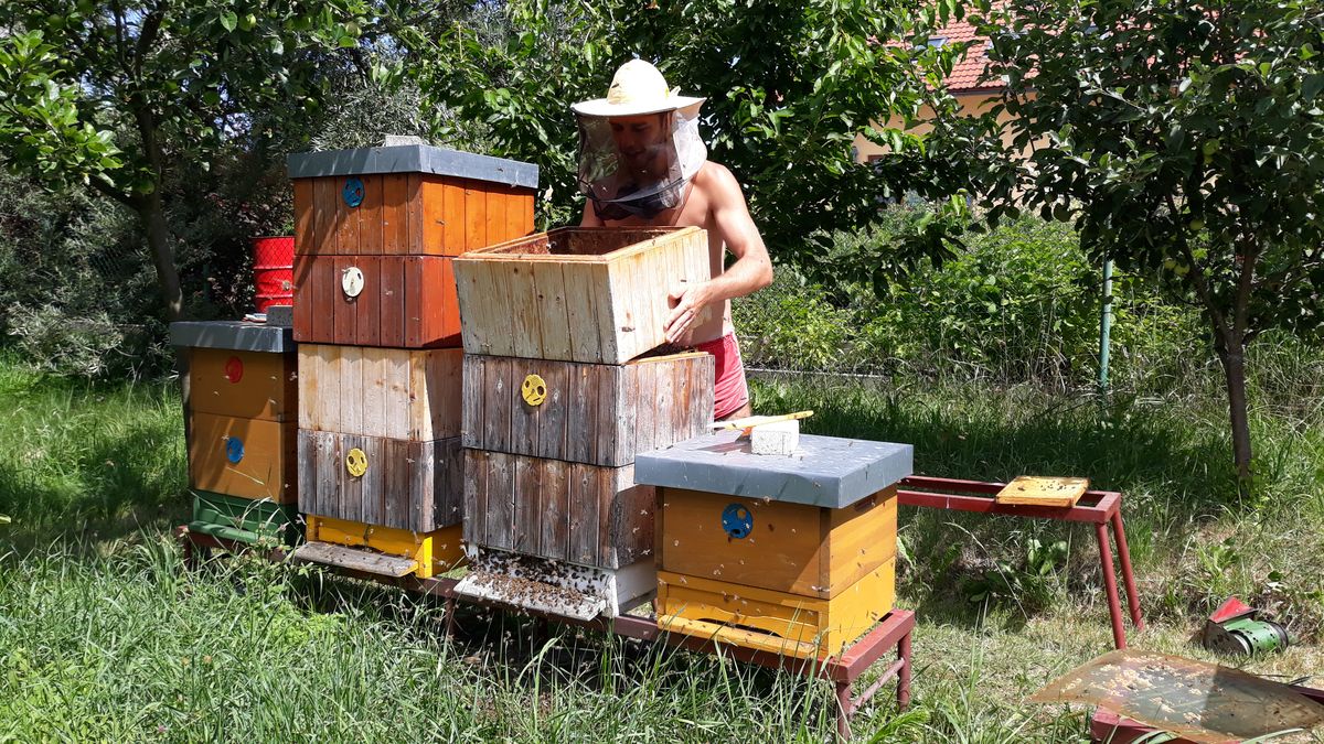 Karlovarský kraj letos rozdělí včelařům 1,3 milionu korun