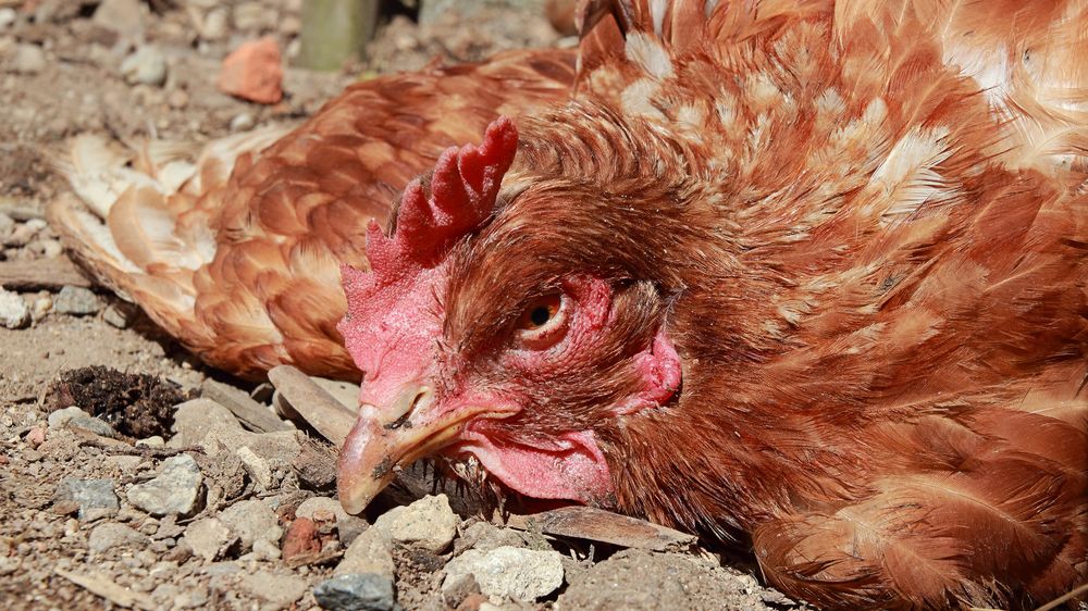 Hasiči dokončili likvidaci chovu slepic zasaženého ptačí chřipkou v Kosičkách