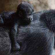 čtk / zoo Praha na historických fotkách / Křtiny samečka gorily nížinné (na snímku), který se narodil 23. dubna 2016, se konaly 19. června v pražské zoo. Sameček dostal jméno Ajabu, ve svahilštině to znamená zázrak. 