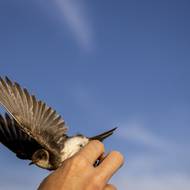 Fotografie břehule říční z pískovny na Karlštejnsku. Snímek vznikl během kroužkování ptáků.
