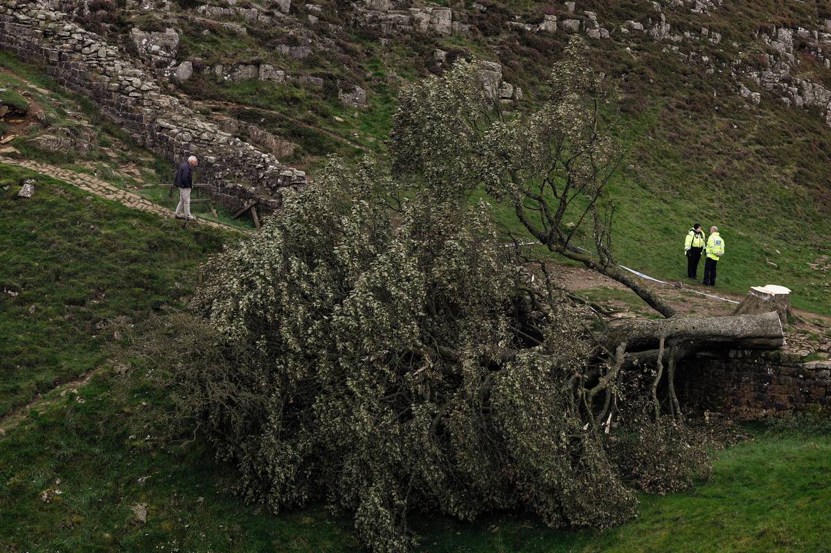 Mezi nimi byla dnes i Alison Hawkinsoná z Liverpoolu. „Byl to opravdový šok,“ řekla stanici BBC o svém pocitu, když se od hlídače národního parku dozvěděla, co se s javorem stalo.