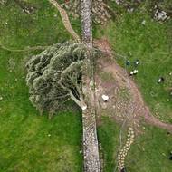 Jeden z nejslavnějších stromů Británie, javor klen, který stál déle než 300 let na stráži na římském Hadriánově valu na severu Anglie, pokácel vandal. Snímek z 29. září.
