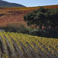Vinice Pinot noi se zbarvily do podzimních barev, vyfoceno 26. listopadu v Kalifornii.