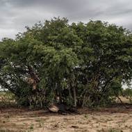 Nové riziko pro zvířata představuje změna klimatu. Vyschlá vodní tělesa přinutila slony a další divokou zvěř překonávat dlouhé vzdálenosti za potravou a vodou.