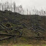 Do boje s požárem byli nasazeni profesionální i dobrovolní hasiči z celé republiky.
