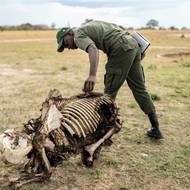 Deště v parku se opozdily o více než šest týdnů a spalující teploty pravidelně dosahovaly 40 stupňů Celsia.