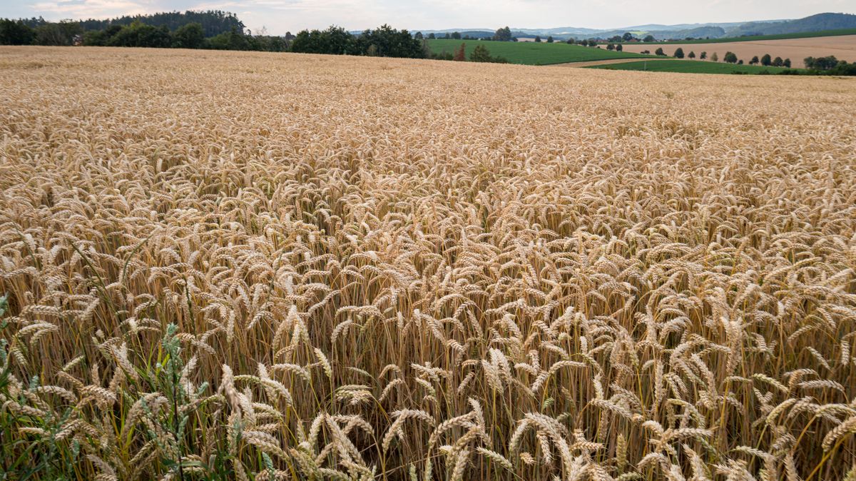 Rusko-ukrajinská dohoda zlevnila obilí. Cena ale může kdykoli zase vystřelit