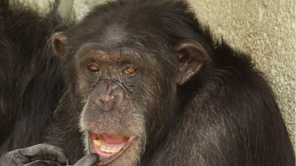 Šimpanzí pavilon bez šimpanzů. Zoo utratila 100 milionů za nepoužitelný výběh