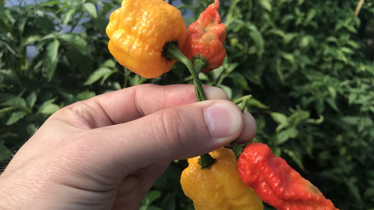 Čech pěstuje chilli papričky, které propálí kdejakou „plechovou hubu“