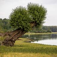 Při nedostatečném množství vody v rybnících dochází ke zhoršování podmínek pro chov ryb.