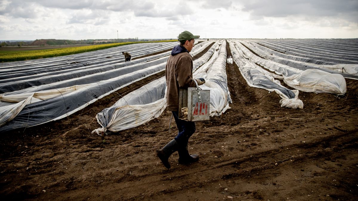 V zemědělství chybí tisíce lidí. Nová strategie to neřeší, čílí se farmáři