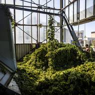 Na česačce brigádnici zavěšují rostliny na pohyblivý pás.