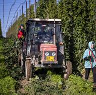 „Vždycky tam ale něco málo zůstane, proto vyráží parta s valníkem, která z konstrukce sundává chmel, který se stroji nepodařilo zachytit,“ vysvětluje ročovská chmelařka Michaela Macháčková.
