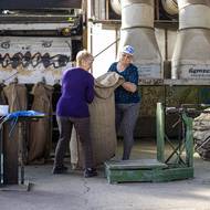 Vytříděný chmel se skládá do pytlů, takzvaných žoků, a putuje do sušičky, kde ho čeká přibližně osm hodin dlouhý proces sušení.