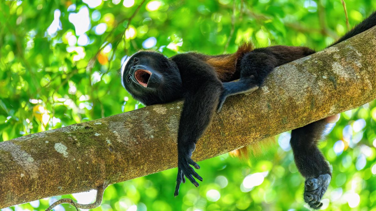 Vedro, až padají opice ze stromů. Mexičtí vřešťani hynou kvůli teplu