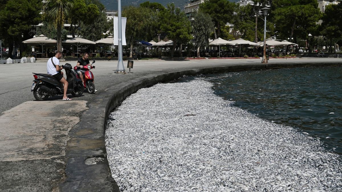 Fotky: Zmar v řeckém turistickém přístavu, zaplavily ho statisíce uhynulých ryb