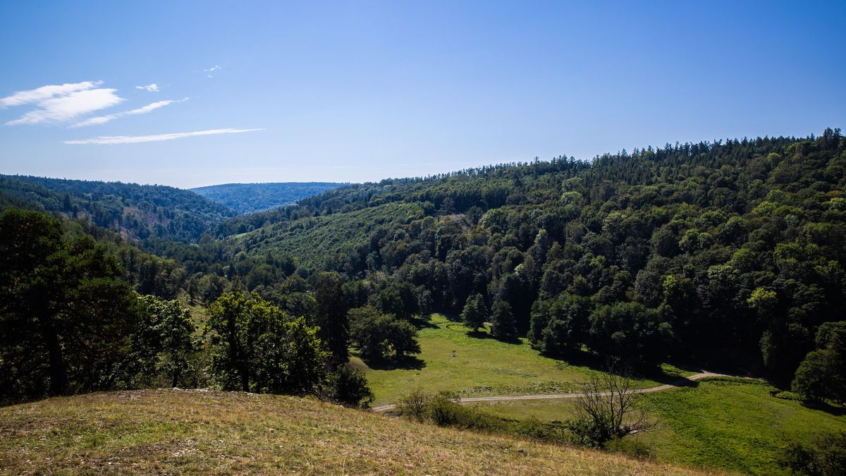 Státní Lesy ČR za tři čtvrtletí zvýšily zisk o 13 procent na 4,4 miliardy korun