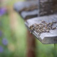 Nejčastější příměsí jsou například adaptogenní houby, byliny, raw kakao, a další 