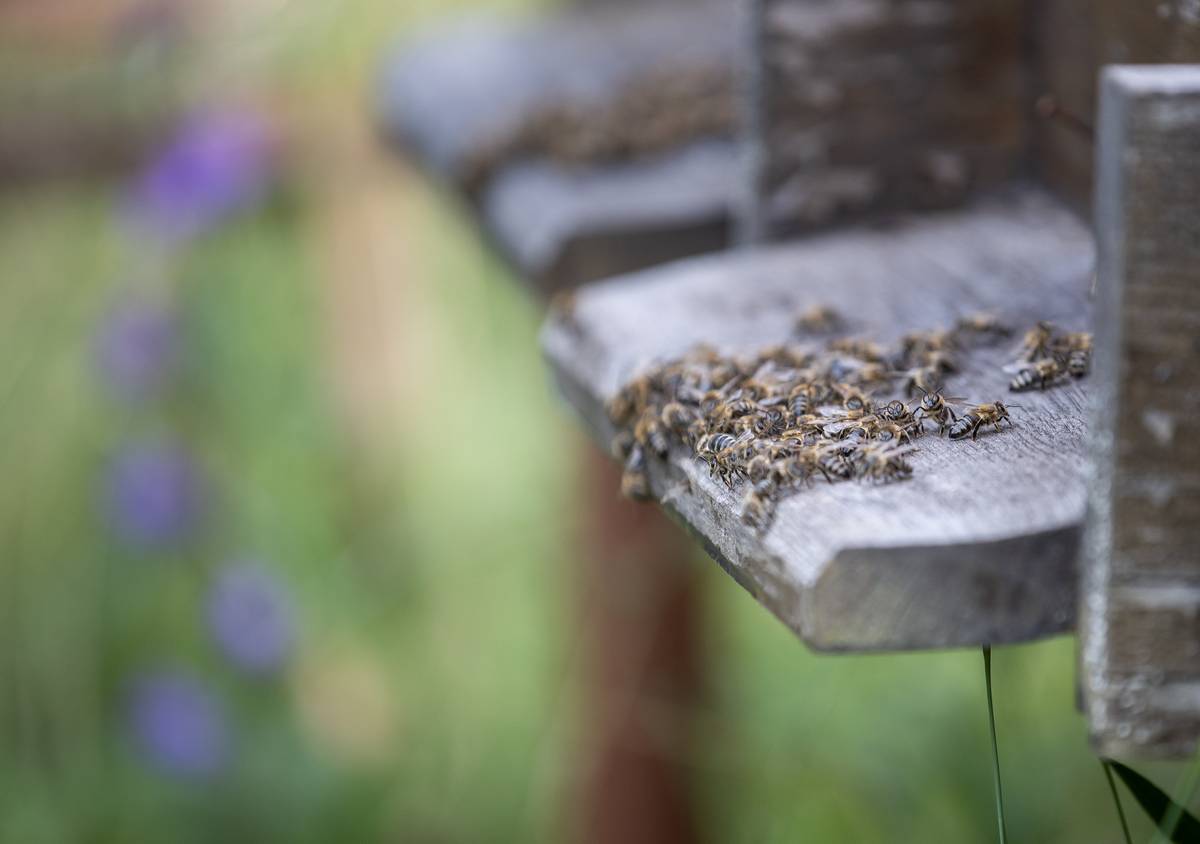 Nejčastější příměsí jsou například adaptogenní houby, byliny, raw kakao, a další