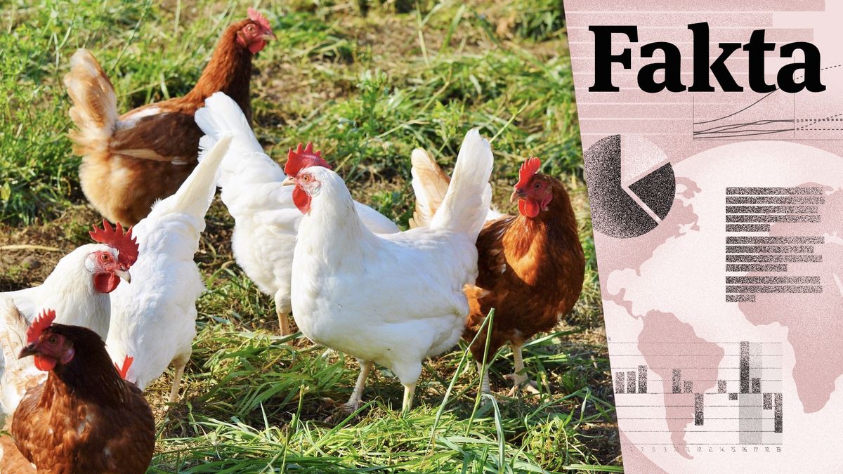 Ptačí chřipka se šíří. Jak zamává s výrobou a cenou vajec a drůbežího?