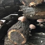 Sklidí se pět až šest přepravek denně. Když se sukénka oddělí od nohy, houba je zralá.