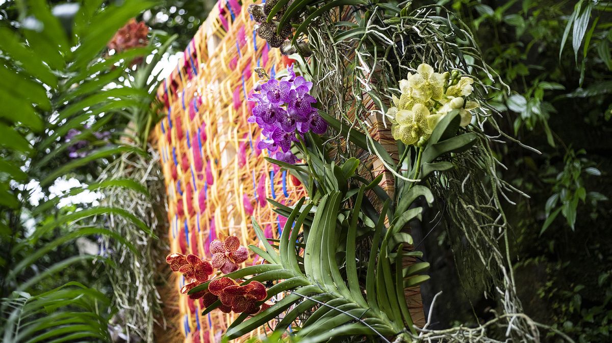 Na výstavě ve sbírkových sklenících v Olomouci jsou stovky orchidejí