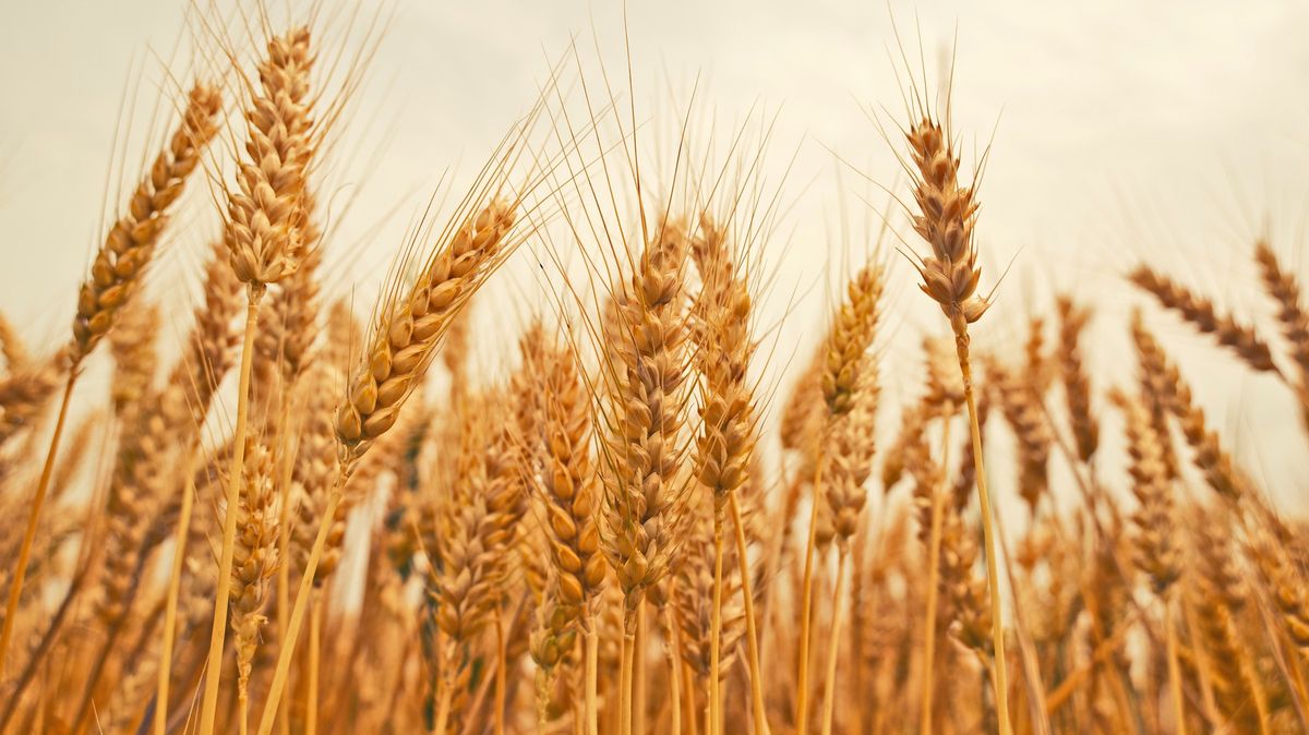 Pokus schválen. Británie oseje v EU zakázanou geneticky upravenou pšenici