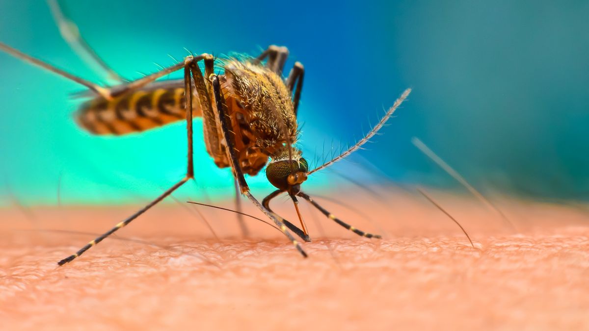 Francie varuje před nárůstem případů horečky dengue