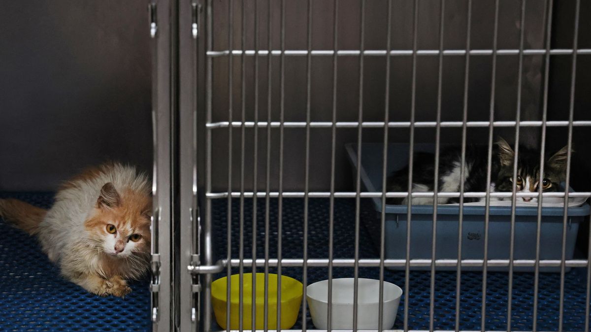 Fotky z Kypru: Veterináři marně hledají lék na epidemii, která decimuje kočky