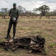 Během sucha v roce 2019 uhynulo více než 200 slonů, ale podle strážců by to tentokrát mohlo být ještě horší, protože léto ještě zdaleka neskončilo.