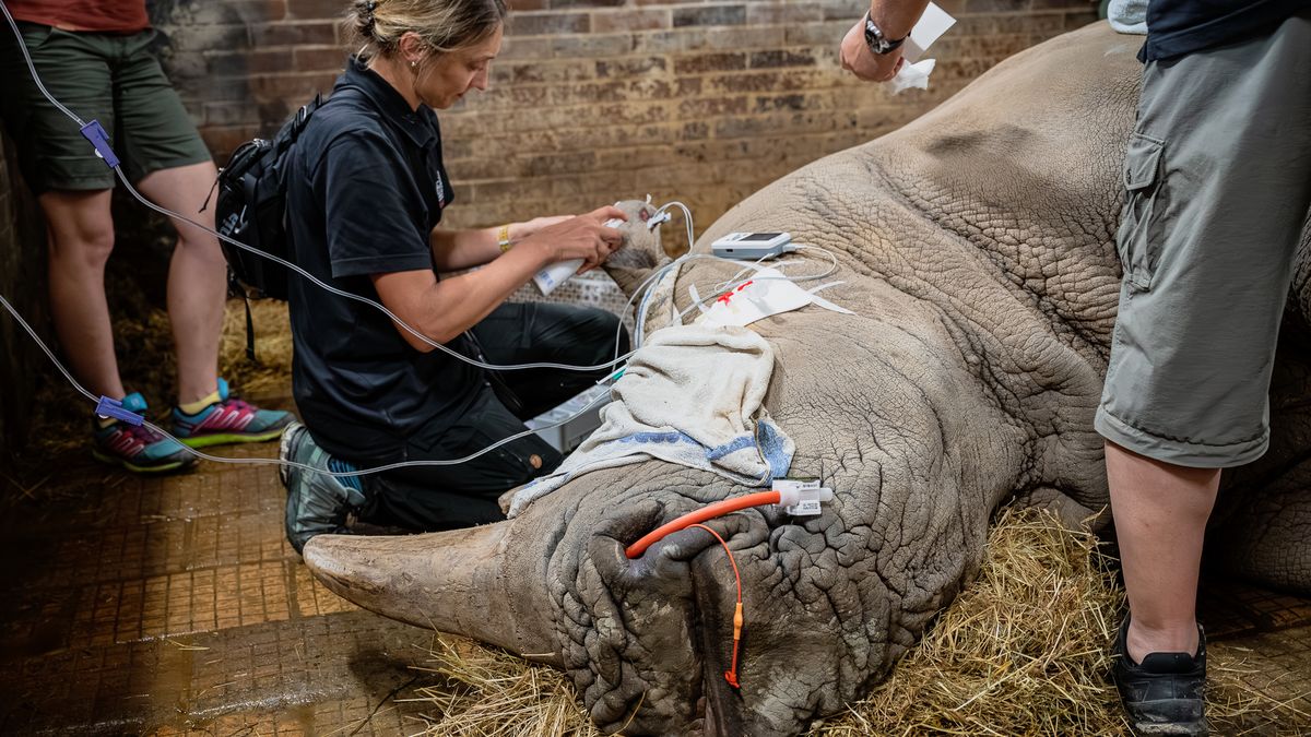 Fotky: Záchrana téměř vyhynulého nosorožce bílého severního je o kousek blíž