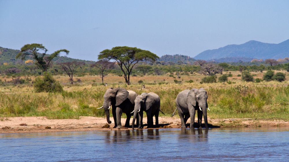 Afričtí sloni rozeznávají konkrétní jména, ukázala nová studie