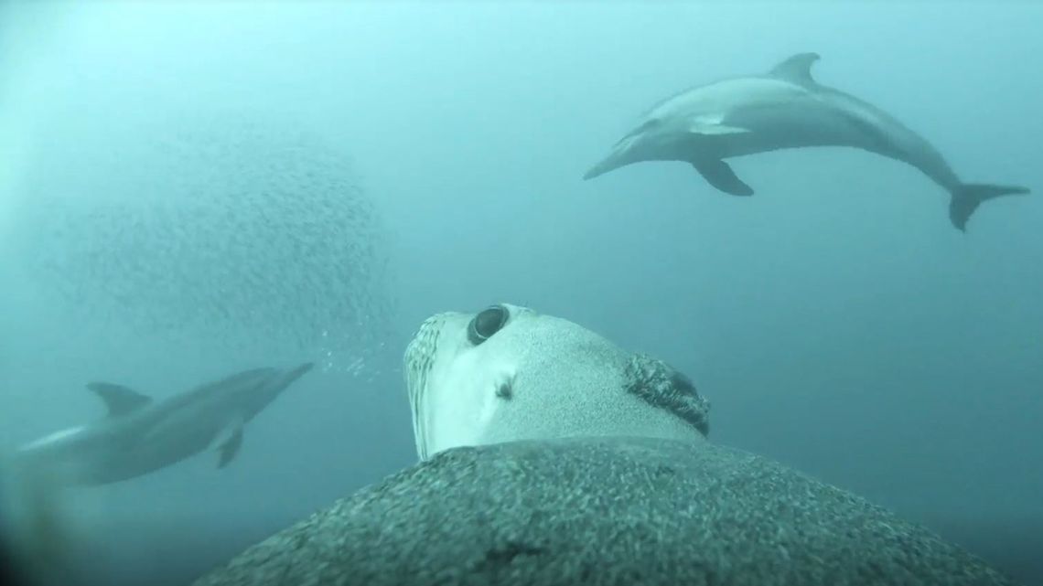 Lachtaní kameramani dodali lidem úchvatné záběry z hlubin oceánu