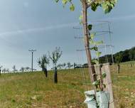 Pohled do nově vysazeného sadu, který vznikl z původního velkého lánu.